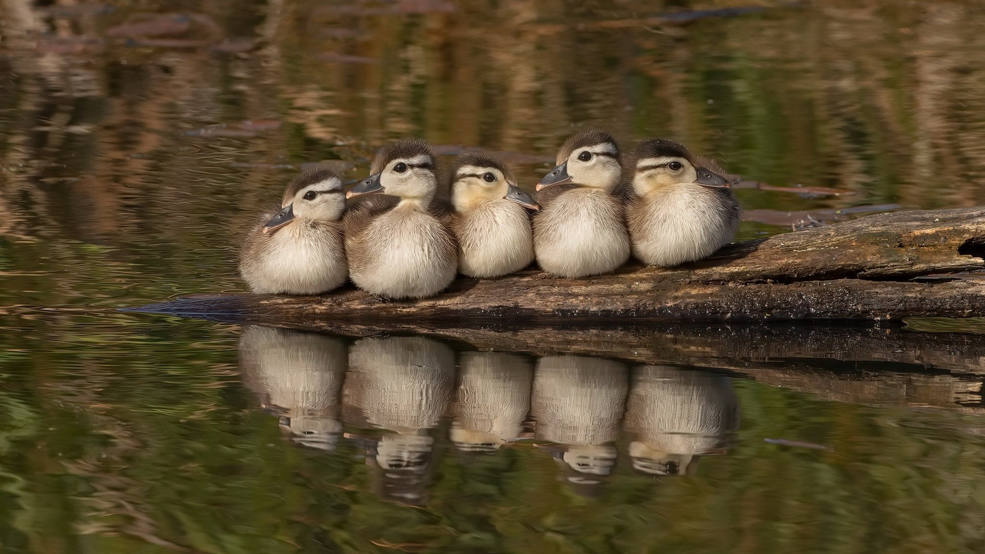 华体会网站-中国篮球青少年篮球训练方法创新与实践，中国青少年篮球训练大纲内容  第6张