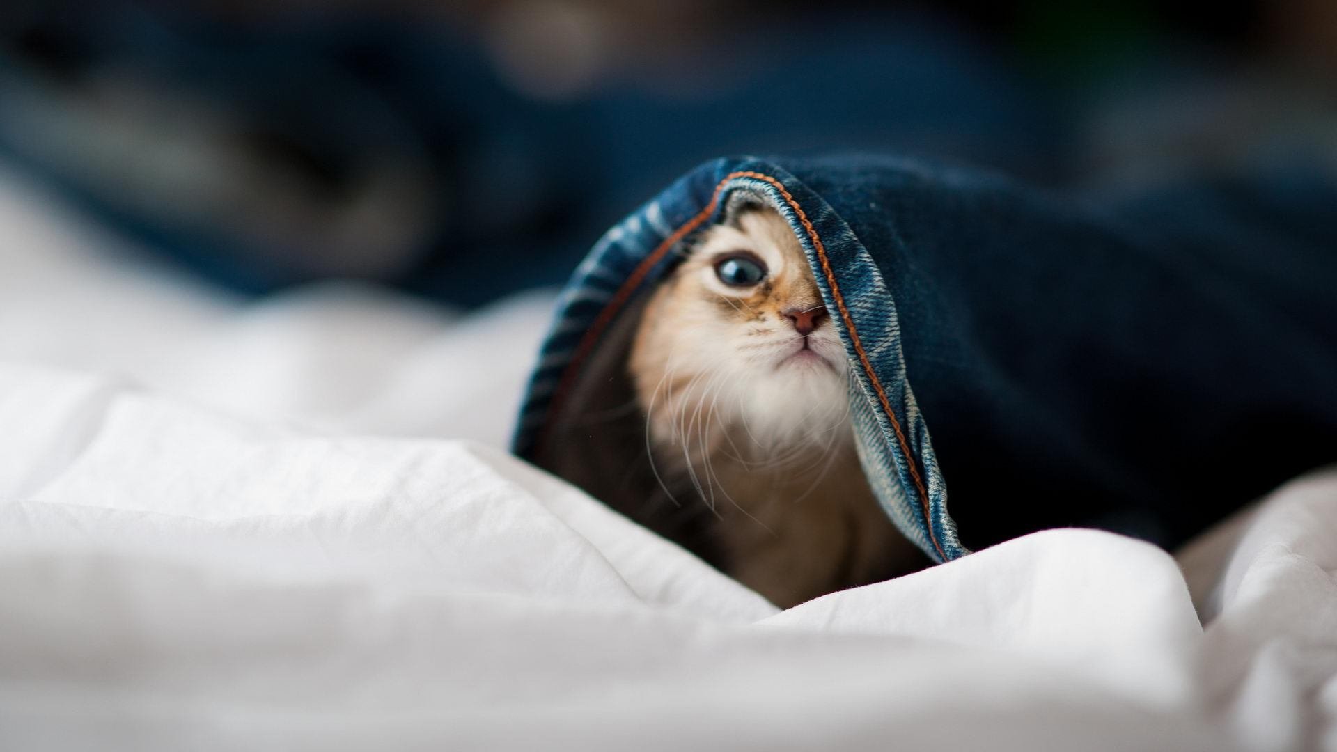 华体会app-球队文化:如何塑造凝聚力和归属感?,球队文化如何打造 第2张 华体会app-球队文化:如何塑造凝聚力和归属感?,球队文化如何打造 第2张