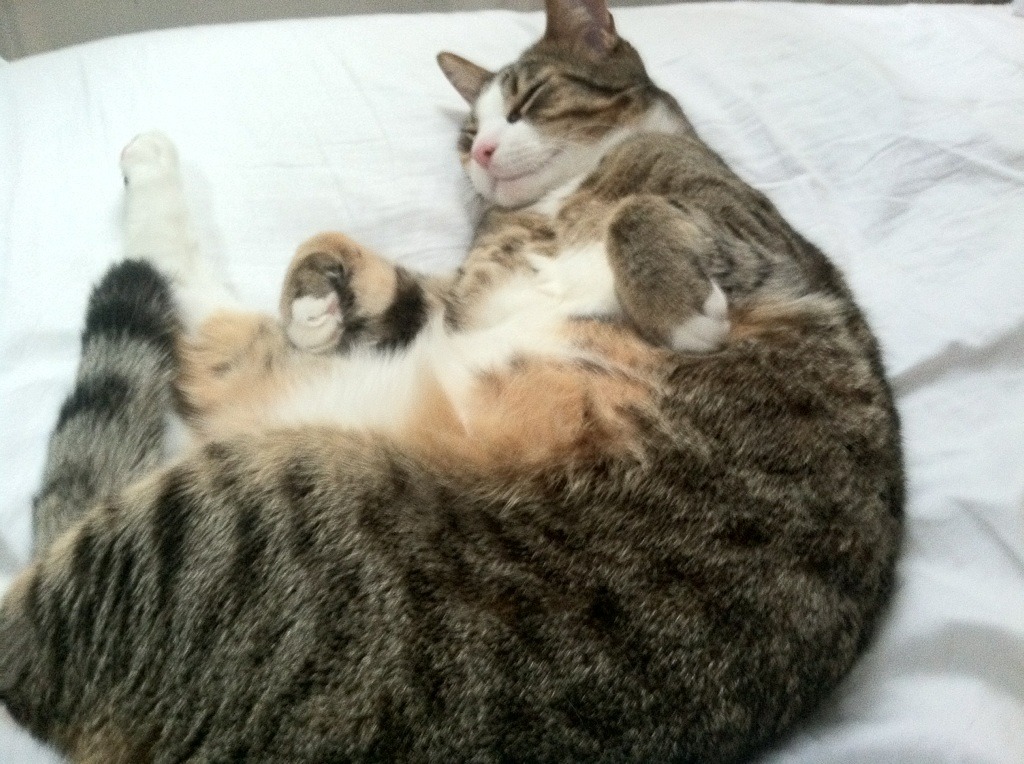 华体会app-运动员训练效果科学评估，运动员训练状态监测量表