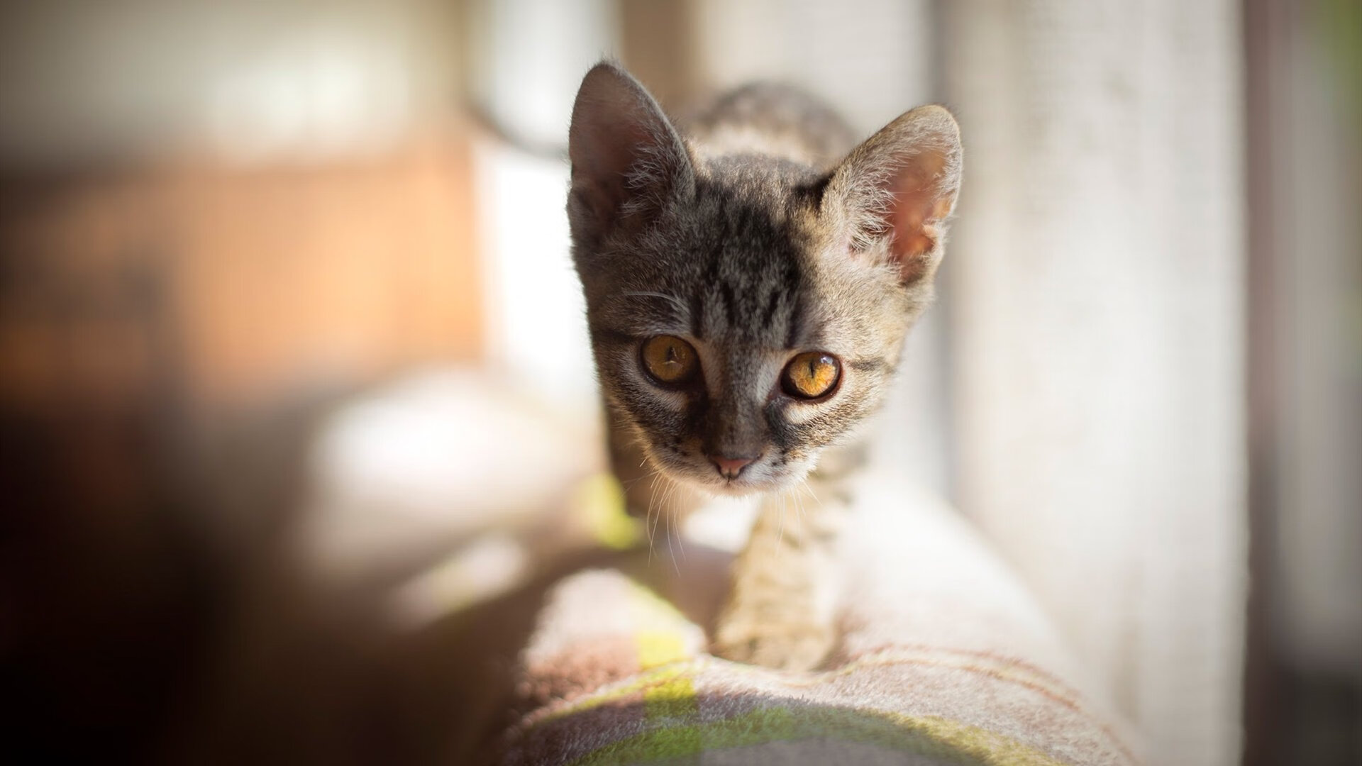 华体会登录-高校体育教育资源整合路径探索,高校体育教学 第1张 华体会登录-高校体育教育资源整合路径探索,高校体育教学 第1张