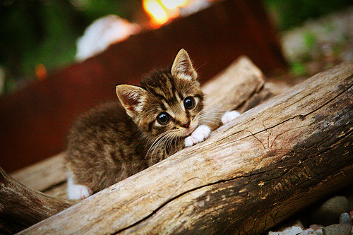 华体会手机网站-体育服务机器人亮相大型综合赛事现场，全国体育机器人联盟