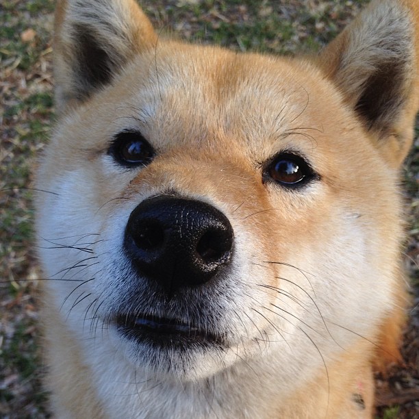 华体会官网-新加坡队表现分析：如何突破团体赛中的压力与困难，新加坡国际比赛