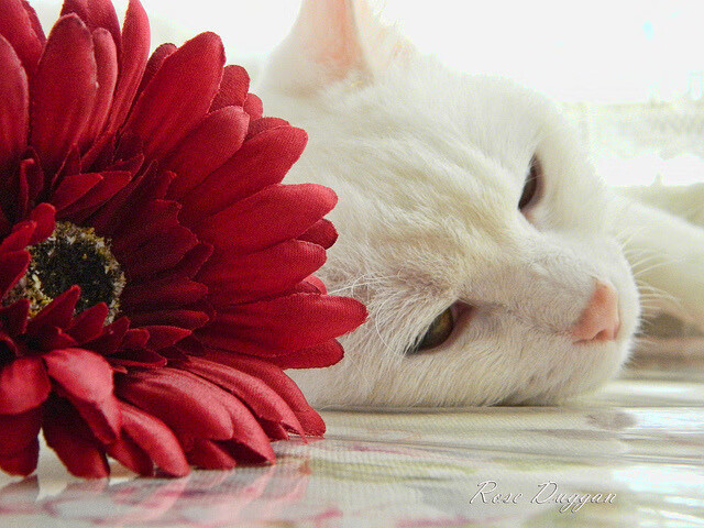 华体会登录入口-明星球员伤愈复出状态回升明显，足球明星受伤