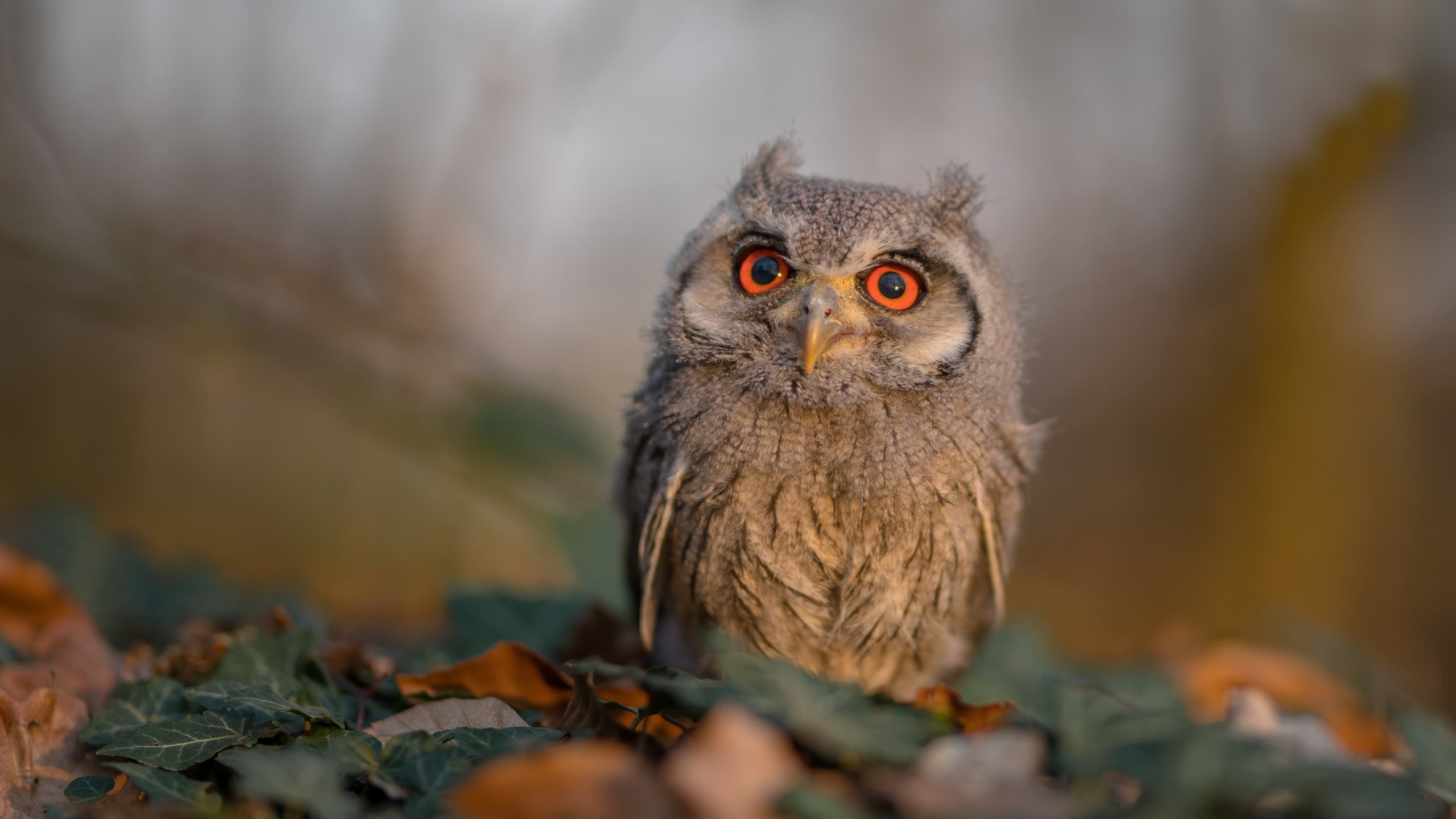 华体会app安装-青年选手跨界尝试提升综合表达力