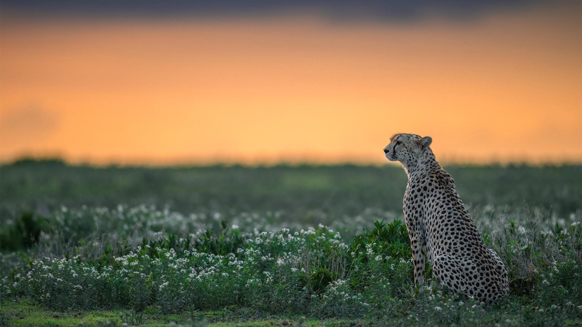 华体会登录入口-C罗称保持进取是职业生涯最大武器，c罗领衔