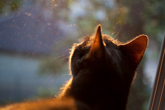 华体会平台-世界杯环境保护及绿色赛事，世界杯环境日手抄报