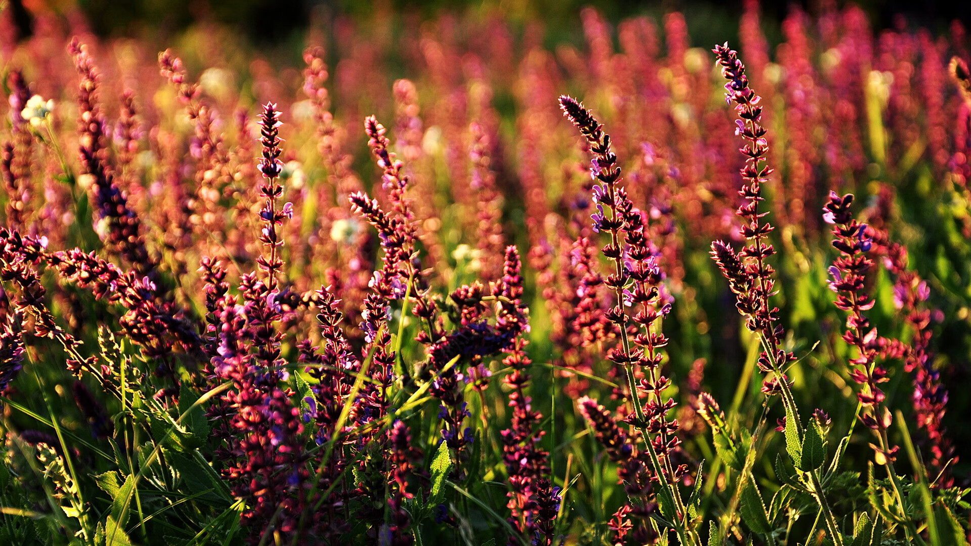 华体会在线登录-利物浦欧冠赛场奋勇争先，目标再夺桂冠