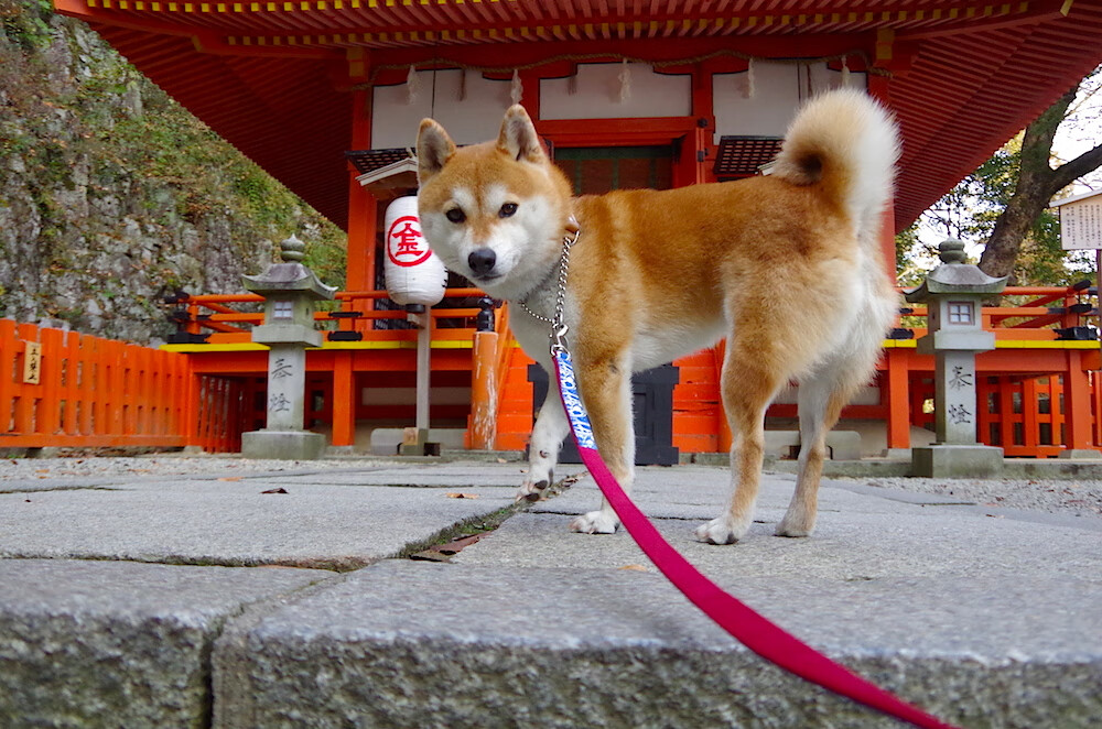 华体会app登入-国家队提升防守对位意识降低对手得分效率，防守队员面对对手,双脚以正常的跨立姿势着地