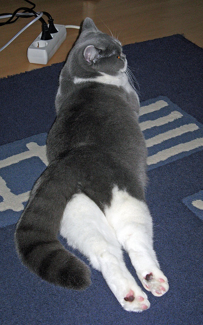 华体会在线-巴尔：他的防守反应速度和精准传球能力让全黑队进攻更具威胁，巴尔什么