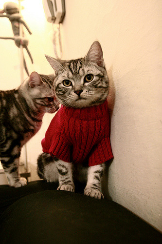 华体会app注册-爱尔兰橄榄球青少年参与度稳步上升，爱尔兰体育项目