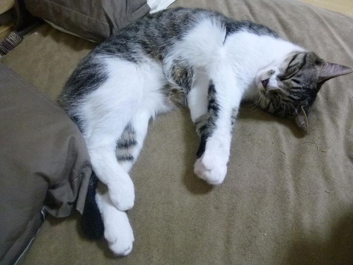 华体会官网入口-1亿转会费巨星闪耀欧冠，尤文多特战局扑朔迷离，尤文图斯对多特蒙德欧冠决赛