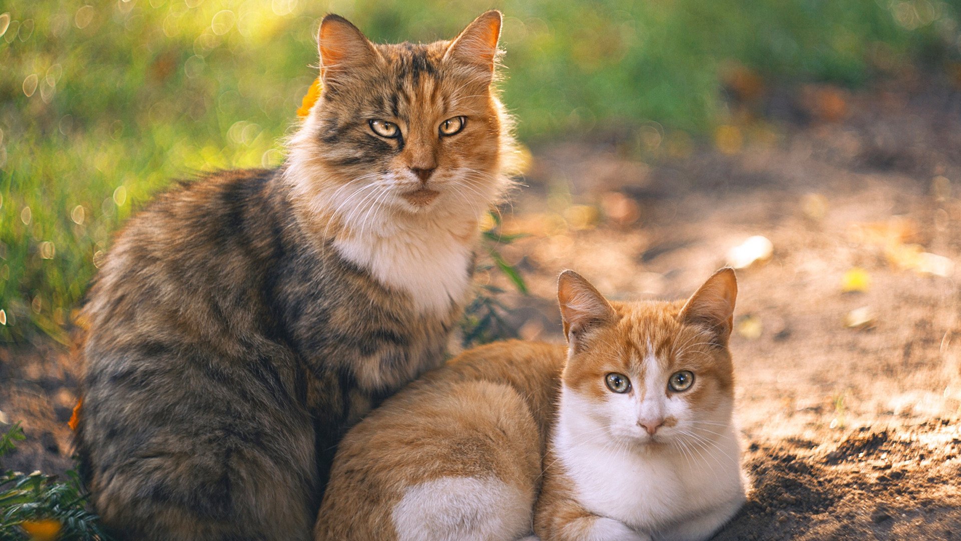 华体会app下载-中国足球青训联盟促进青少年足球多元发展，中国足球青训体系现状